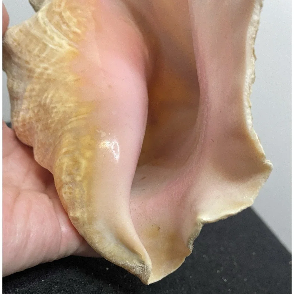 Vintage Natural Large Pink Queen Conch Sea Shell Nautical Ocean Beach Home Decor